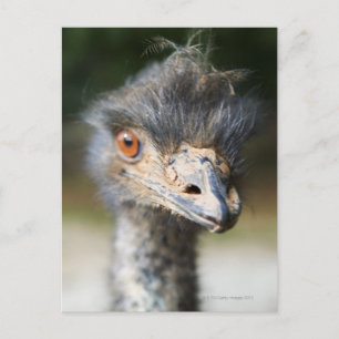 Ostrich Postcard