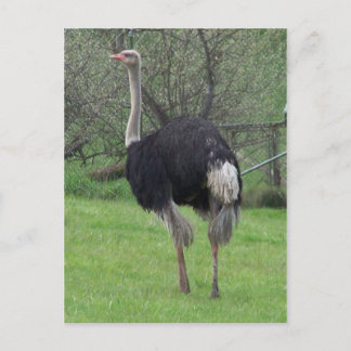 Ostrich Postcard