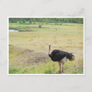 ostrich postcard