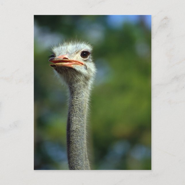 Ostrich Postcard (Front)