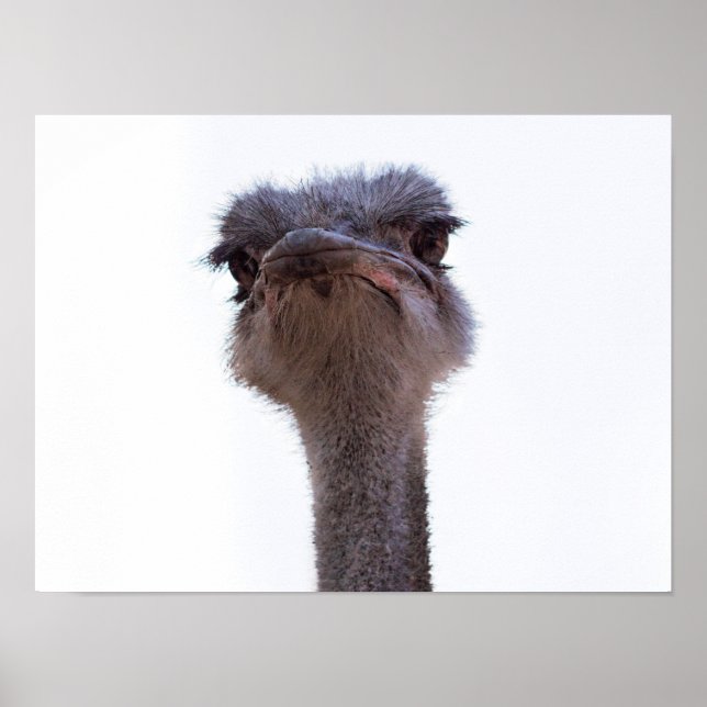 ostrich poster (Front)
