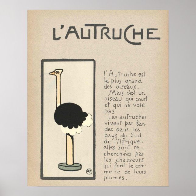 Ostrich Poster (Front)