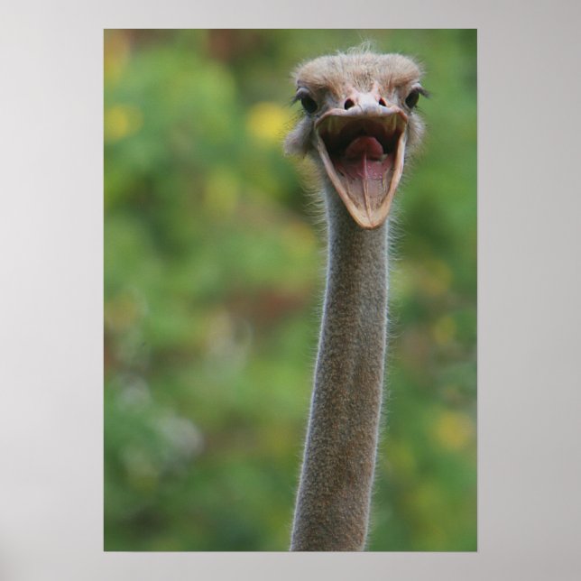 Ostrich Poster (Front)