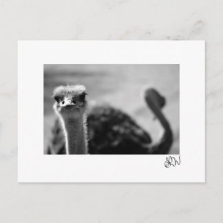 Ostrich Questionings Postcard