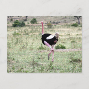 ostrich run postcard