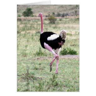 ostrich running