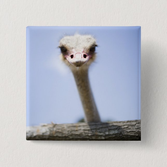 Ostrich Speak 2 Inch Square Button (Front)