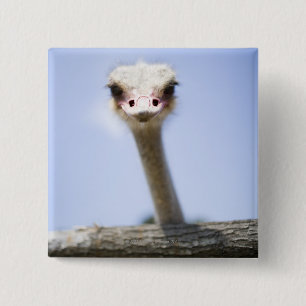 Ostrich Speak 2 Inch Square Button