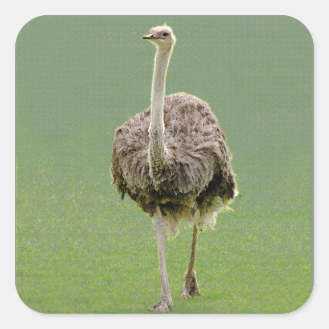 Ostrich Sticker (Front)