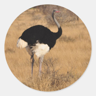 Ostrich Sticker 1