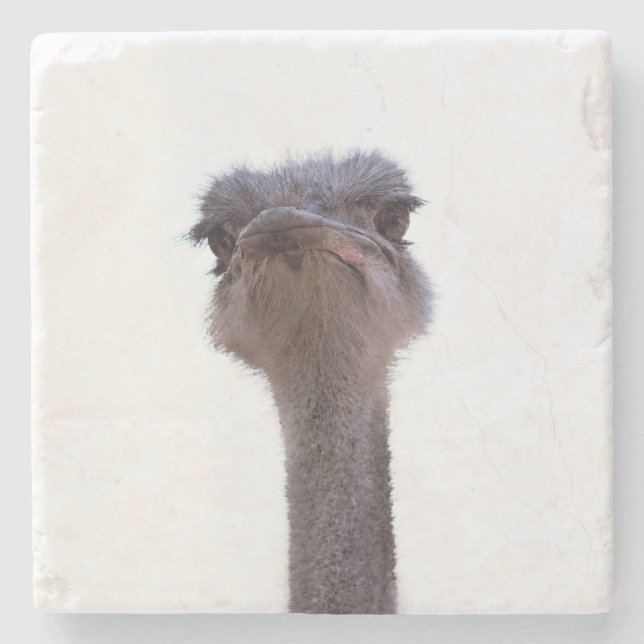 ostrich stone coaster (Front)