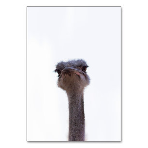 ostrich table number