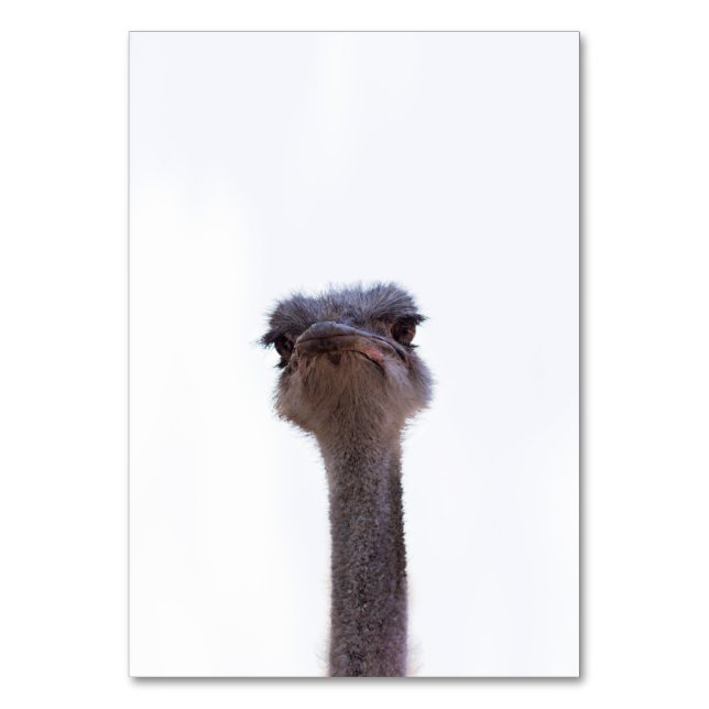 ostrich table number (Front)