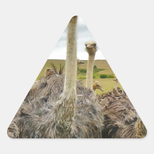 ostrich triangle sticker (Front)
