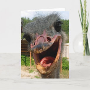 Ostrich What's Up Card