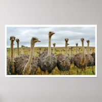 Ostriches in a Field