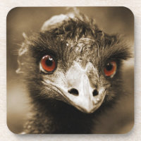 Ostriches Look coasters