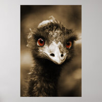 Ostriches Look poster