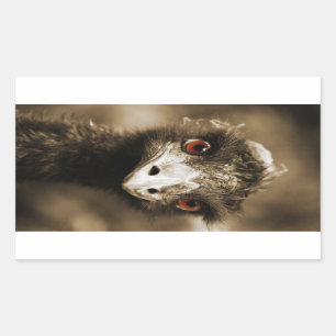 Ostriches Look stickers