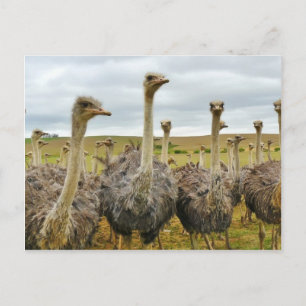 Ostriches Postcard