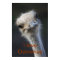 ostriches