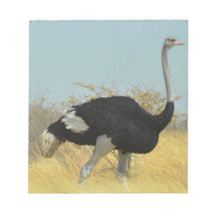 Ostrige out for a run notepad