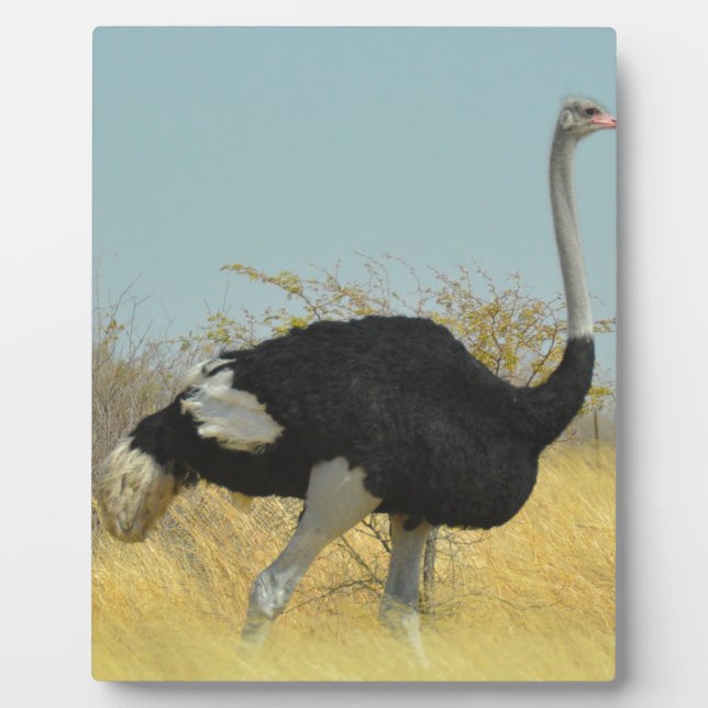 Ostrige out for a run plaque (Front)