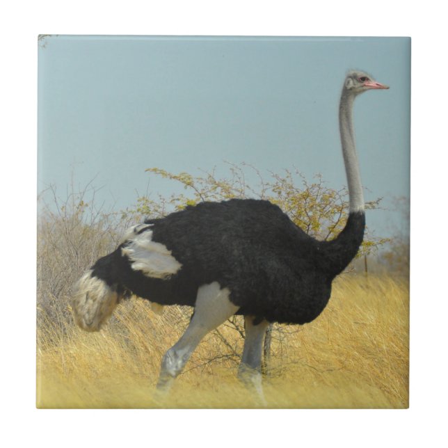 Ostrige out for a run tile (Front)