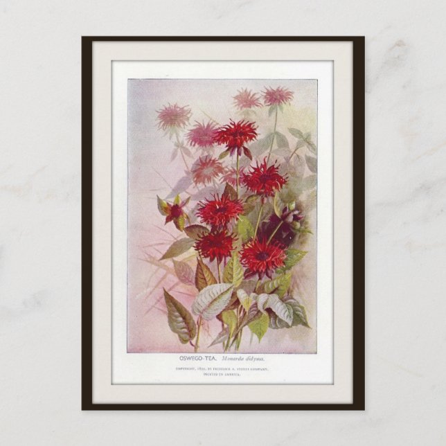 Oswego-Tea Botanical Wildflower Flower Postcard (Front)