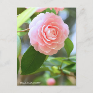 Otake-tsubaki: Camellia [Postcard] Postcard
