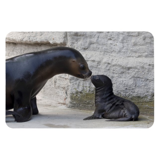 Otaria flavescens magnet (Horizontal)