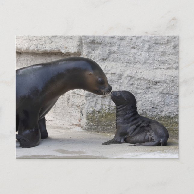 Otaria flavescens postcard (Front)