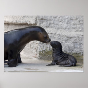 Otaria flavescens poster