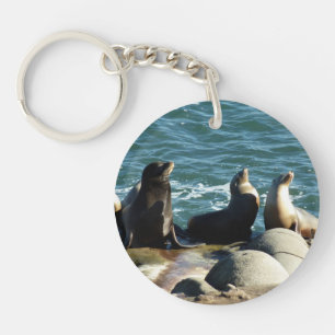 Otaries de San Diego