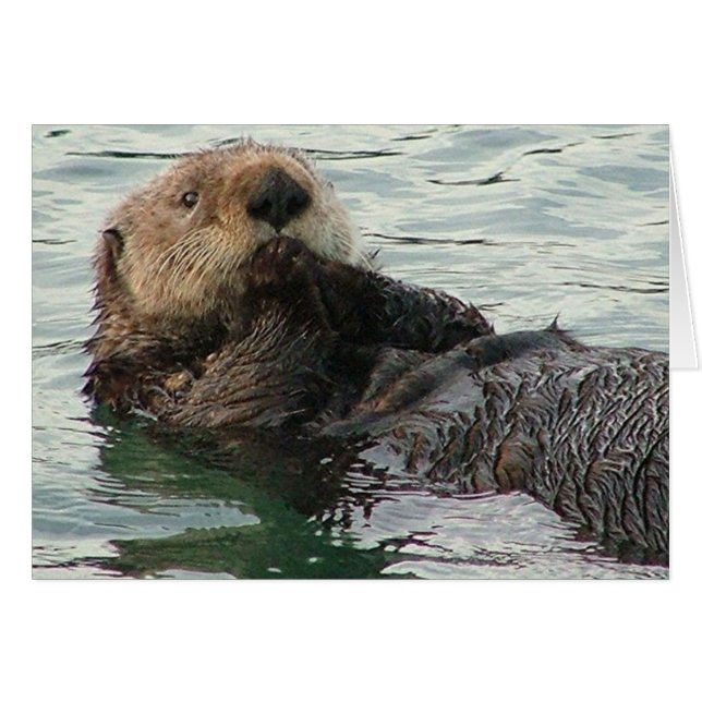 otter 116c (Devant horizontal)