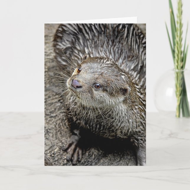 Otter Asian Greeting Card (Front)