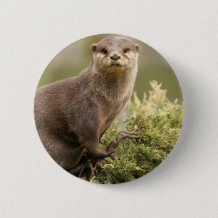 Otter Button