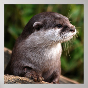 Otter close-up poster