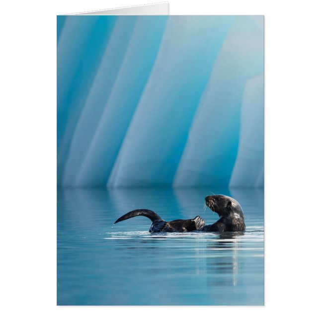 Otter de mer joueuse (Devant)