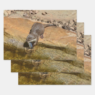 Otter Eating Otterly Delicious Fish, Wrapping Paper Sheet