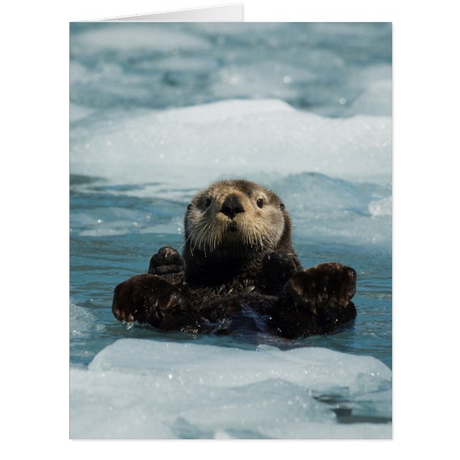 Otter flottante (Devant)