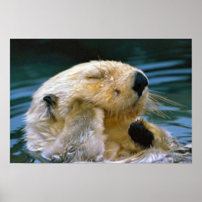 Otter in the pool poster (Front)