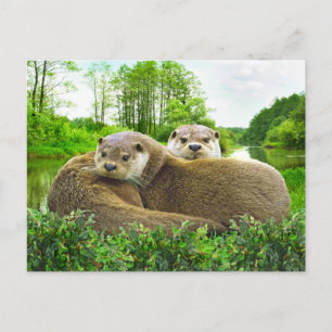 "Otter Love" Postcard