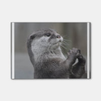 Otter Mastermind