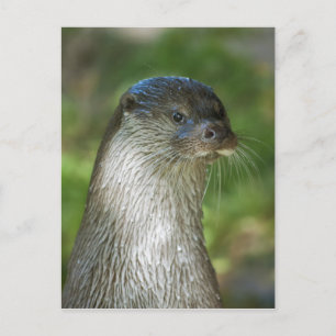 Otter Postcard