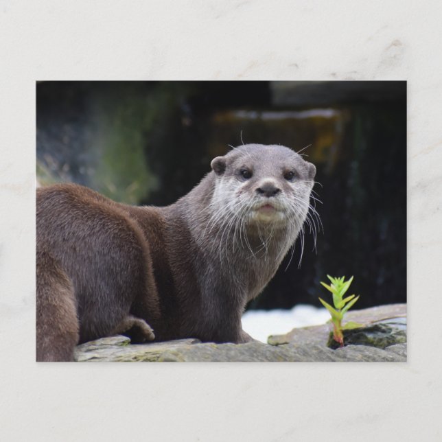 Otter  postcard (Front)