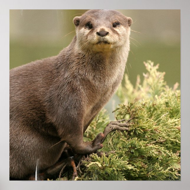 Otter Poster (Front)