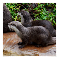 Otter Qui Sont Vraiment À Mignonne, Poster Glossy