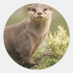 Otter Stickers