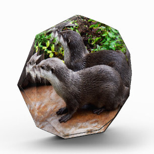 Otterly Adorable Otters, Photo Block